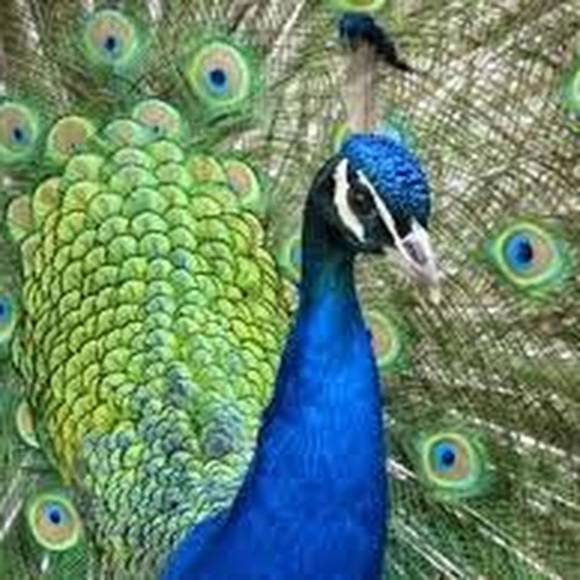 Meet your Posher, Lisa - Picture 1 of 1